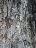 Awesome Tree Wood Bark stock photos Awesome Tree Wood Bark stock photos
