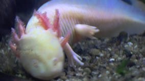 Axolotl, Mexican Salamander Ambystoma Mexicanum or Mexican Walking Fish, real time, 4k, ultra hd stock video Axolotl, Mexican Salamander Ambystoma Mexicanum or Mexican Walking Fish, real time, 4k, ultra hd stock video