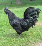 Ayam Cemani Cockerel Stock Photography