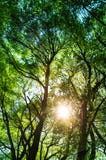 Ays Солнця светя через деревья, предпосылку природы/вертикальное phot стоковые изображения Ays Солнця светя через деревья, предпосылку природы/вертикальное phot стоковые изображения