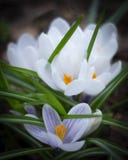 Azafranes hermosas de la primavera Flores blancas en el jard?n imagen de archivo Azafranes hermosas de la primavera Flores blancas en el jard?n imagen de archivo