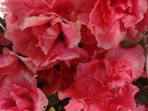 azalea imagens de stock azalea imagens de stock