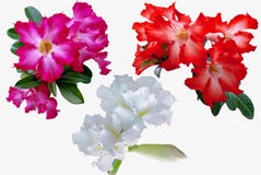 Azaleenblumen lokalisiert auf weißem Hintergrund stockbilder Azaleenblumen lokalisiert auf weißem Hintergrund stockbilder