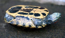 Azjatycki lasowy tortoise fotografia stock Azjatycki lasowy tortoise fotografia stock