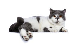 Azul grande com o gato masculino de Ingleses Shorthair dos olhos alaranjados brancos e brilhantes que estabelecem maneiras latera foto de stock royalty free Azul grande com o gato masculino de Ingleses Shorthair dos olhos alaranjados brancos e brilhantes que estabelecem maneiras latera foto de stock royalty free