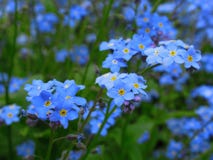 Azules claros magníficos olvidan que no las flores florece en la reina Elizabeth Park Garden foto de archivo Azules claros magníficos olvidan que no las flores florece en la reina Elizabeth Park Garden foto de archivo