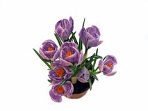 Açafrões roxos em um vaso de flores Imagens de Stock Royalty Free