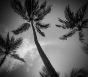 B et paumes de W photographie stock libre de droits B et paumes de W photographie stock libre de droits