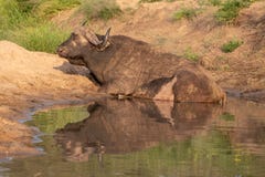 B?falo africano pela ?gua no final do sol da tarde, fotografado no parque nacional de Kruger em ?frica do Sul imagem de stock royalty free B?falo africano pela ?gua no final do sol da tarde, fotografado no parque nacional de Kruger em ?frica do Sul imagem de stock royalty free