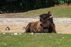 B?falo americano conhecido como o bisonte, bisonte do Bos no jardim zool?gico fotografia de stock B?falo americano conhecido como o bisonte, bisonte do Bos no jardim zool?gico fotografia de stock