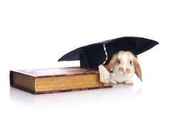 Babbit inteligente foto de stock royalty free