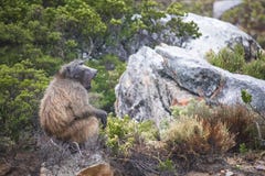 Baboon sitting on a rock yawning on a rainy day - Clarence Drive, between Gordons Bay and Kleinmond in the Western Cape, South Afr stock images Baboon sitting on a rock yawning on a rainy day - Clarence Drive, between Gordons Bay and Kleinmond in the Western Cape, South Afr stock images