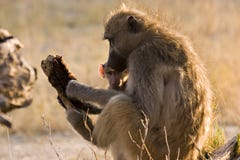 Baboon With Baby Royalty Free Stock Images