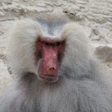 Baboon κινηματογράφηση σε πρώτο πλάνο πορτρέτου στοκ εικόνες με δικαίωμα ελεύθερης χρήσης Baboon κινηματογράφηση σε πρώτο πλάνο πορτρέτου στοκ εικόνες με δικαίωμα ελεύθερης χρήσης