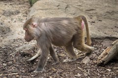 Baboon που περπατά κατά μήκος του εδάφους στοκ εικόνες Baboon που περπατά κατά μήκος του εδάφους στοκ εικόνες
