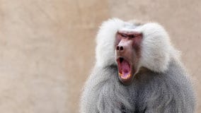 Babouin ba?llant photos libres de droits Babouin ba?llant photos libres de droits
