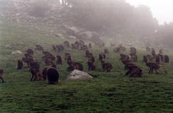 Babouins de Gelada photo libre de droits Babouins de Gelada photo libre de droits