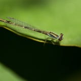 Baby dragonfly resting on lily pad by the pond stock photography Baby dragonfly resting on lily pad by the pond stock photography