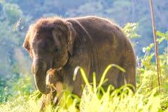 Baby Aziatische elephent stock afbeeldingen Baby Aziatische elephent stock afbeeldingen