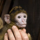 Baby Barbarije Macaque - Macaca royalty-vrije stock foto's Baby Barbarije Macaque - Macaca royalty-vrije stock foto's