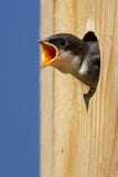 Baby Bird In a Bird House