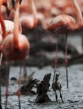 Baby Bird Of The Caribbean Flamingo. Royalty Free Stock Photography