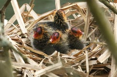 Baby-Blässhühner, Fulica atra, sitzend auf ihrem Nest stockfotos Baby-Blässhühner, Fulica atra, sitzend auf ihrem Nest stockfotos