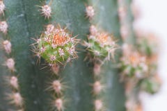 Baby Cactus royalty free stock images Baby Cactus royalty free stock images