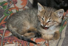 Baby Cat Yawning Royalty Free Stock Photography Baby Cat Yawning Royalty Free Stock Photography