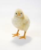 Baby Chick On White Background 2 Royalty Free Stock Photo