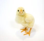 Baby Chick On White Background Stock Photos