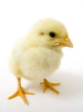 Baby Chick On White Background (wide) 31 Royalty Free Stock Images