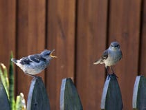 Baby Chick Squawking At Parent Mockingbird Stock Photo