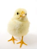 Baby chick on white background (wide 15mm) 28