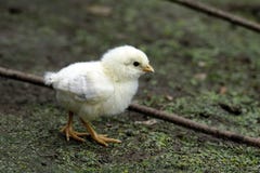 Baby Chicken Royalty Free Stock Photo Baby Chicken Royalty Free Stock Photo