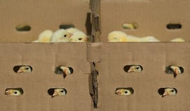 Baby Chicken In The Box Royalty Free Stock Image Baby Chicken In The Box Royalty Free Stock Image