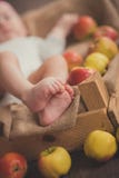 Baby child close focus on newborn little tiny feet and fingers in wooden box with yellow and red fresh summer apples in rustic vil royalty free stock photography Baby child close focus on newborn little tiny feet and fingers in wooden box with yellow and red fresh summer apples in rustic vil royalty free stock photography