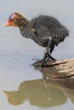Baby coot stock photos Baby coot stock photos