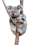 Baby cub Koala isolated on white background Royalty Free Stock Photos Baby cub Koala isolated on white background Royalty Free Stock Photos