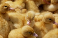 Baby Ducklings Royalty Free Stock Photography