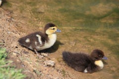 Baby Ducks On The Bank Stock Images
