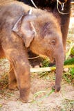 Baby elephant eat grass royalty free stock photography Baby elephant eat grass royalty free stock photography