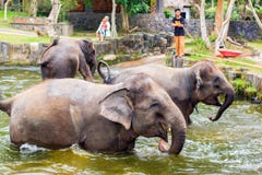Baby elephants enjoing in water in Bali, Indonesia royalty free stock photography Baby elephants enjoing in water in Bali, Indonesia royalty free stock photography