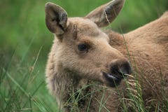 Baby Elk Royalty Free Stock Photos