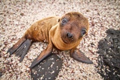 Baby Galapagos Sea Lion Looking At The Camera Stock Photos Baby Galapagos Sea Lion Looking At The Camera Stock Photos