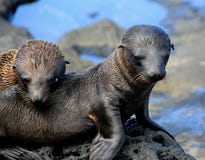 Baby-Galapagos-Seelöwen auf Lava lizenzfreies stockfoto Baby-Galapagos-Seelöwen auf Lava lizenzfreies stockfoto