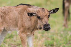 Baby Gnu Archivbilder - Abgabe des Download-20 geben Fotos frei
