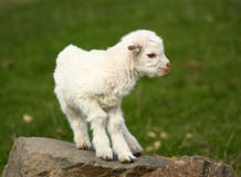 Baby Goat On A Rock Royalty Free Stock Images Baby Goat On A Rock Royalty Free Stock Images