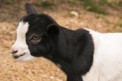 Baby Goat With Blue Eyes Royalty Free Stock Images Baby Goat With Blue Eyes Royalty Free Stock Images