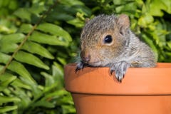 Baby Gray Squirrel royalty free stock images Baby Gray Squirrel royalty free stock images